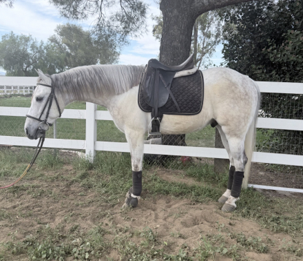 HorseID: 2308851 Stewart - PhotoID: 1093137