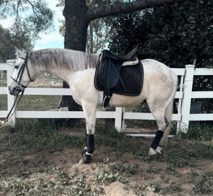 HorseID: 2308851 Stewart - PhotoID: 1093139