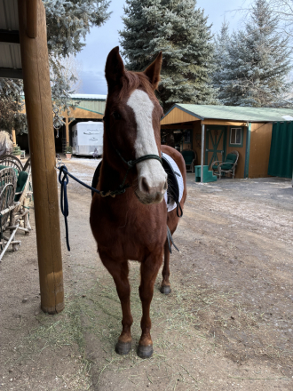 HorseID: 2308859 Saranac - PhotoID: 1093143