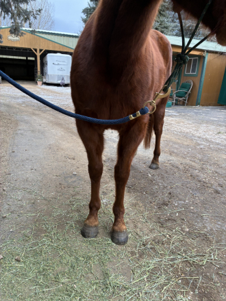 HorseID: 2308859 Saranac - PhotoID: 1093144