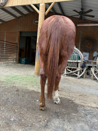 HorseID: 2308859 Saranac - PhotoID: 1093145