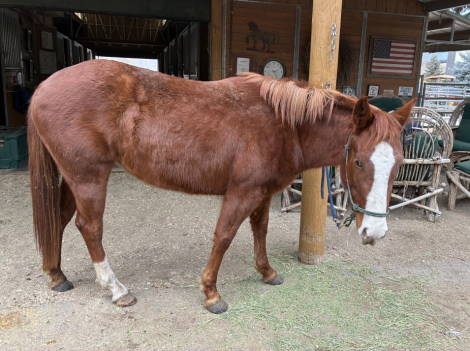 HorseID: 2308859 Saranac - PhotoID: 1093146