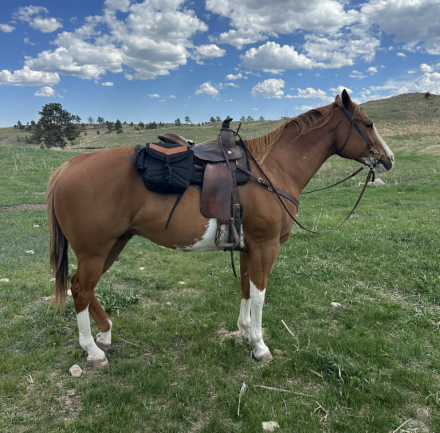 HorseID: 2308862 KING CLASSIC KEONOBE - PhotoID: 1093148