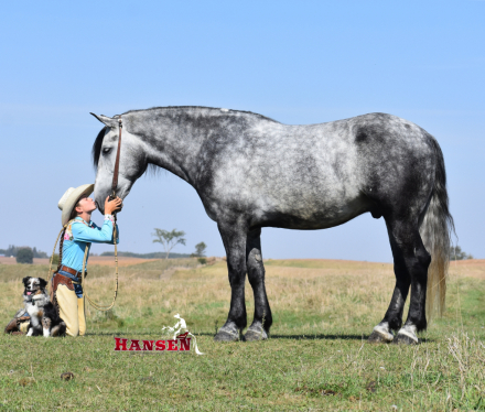 HorseID: 2308863 Groot - PhotoID: 1093147