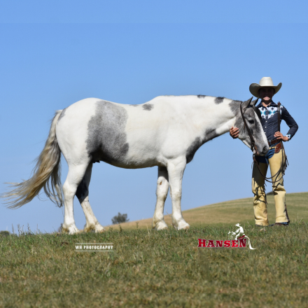 HorseID: 2308864 Chipmunk - PhotoID: 1093149