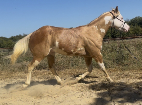 HorseID: 2308867 SPLASHOFGOLDNGUNS - PhotoID: 1093154