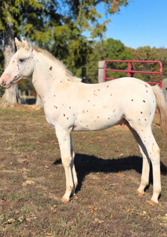 HorseID: 2308874 LL Ghost Powder Rocket - PhotoID: 1093155