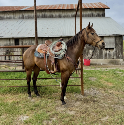 HorseID: 2308875 Paco - PhotoID: 1093156