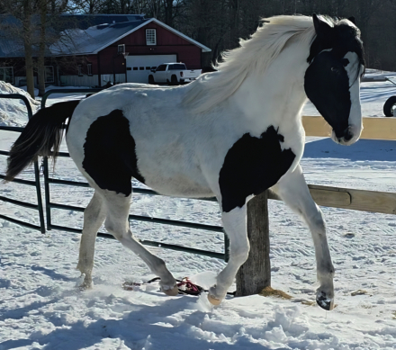 HorseID: 2308877 Showdown Dixie Delight - PhotoID: 1093167