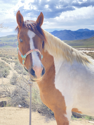 HorseID: 2308879 Chief - PhotoID: 1093267