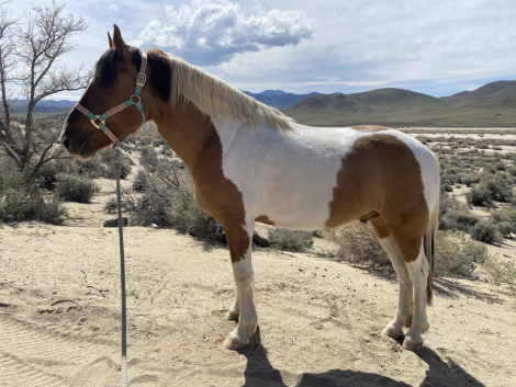 HorseID: 2308879 Chief - PhotoID: 1093268