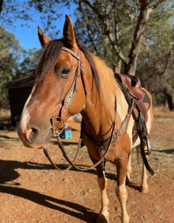 HorseID: 2308879 Chief - PhotoID: 1093269