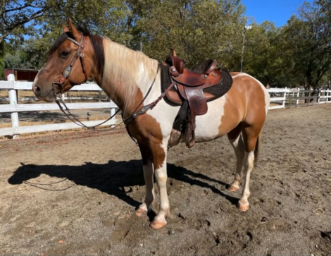 HorseID: 2308879 Chief - PhotoID: 1093270