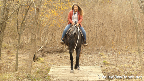 HorseID: 2308880 Bobby - PhotoID: 1093171