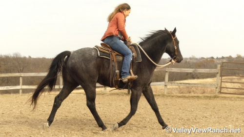 HorseID: 2308880 Bobby - PhotoID: 1093172