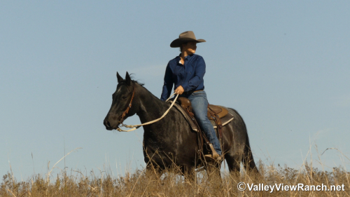 HorseID: 2308880 Bobby - PhotoID: 1093173