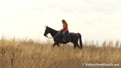 HorseID: 2308880 Bobby - PhotoID: 1093174