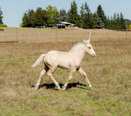 HorseID: 2308882 Skyview's Draco - PhotoID: 1093177