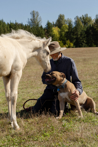 HorseID: 2308882 Skyview's Draco - PhotoID: 1093179