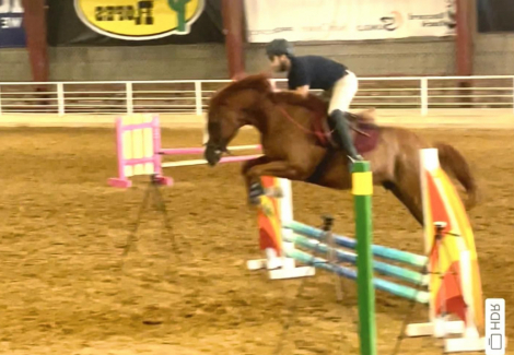 HorseID: 2308887 Jackson - PhotoID: 1093656