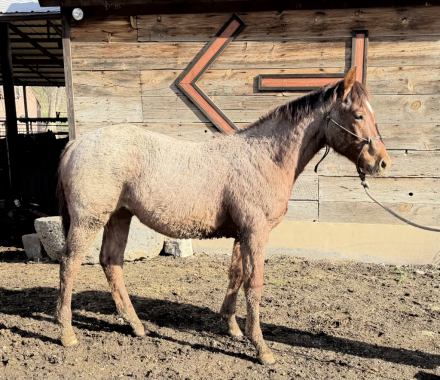 HorseID: 2308889 Metalic Smoke Shines - PhotoID: 1093185