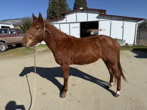 HorseID: 2308890 Chloe - PhotoID: 1093186