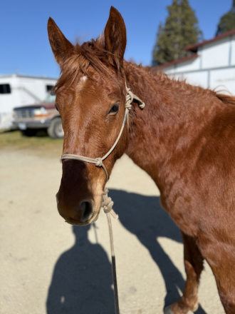 HorseID: 2308890 Chloe - PhotoID: 1093188