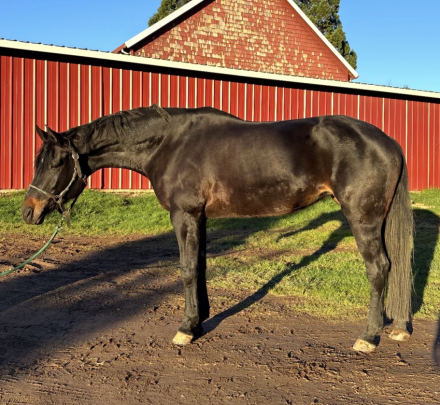 HorseID: 2308892 Hot Romance - PhotoID: 1093196