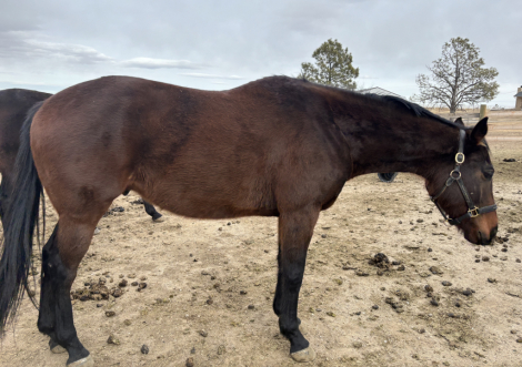 HorseID: 2308894 Cozmo “Renegade Warrior” - PhotoID: 1093291