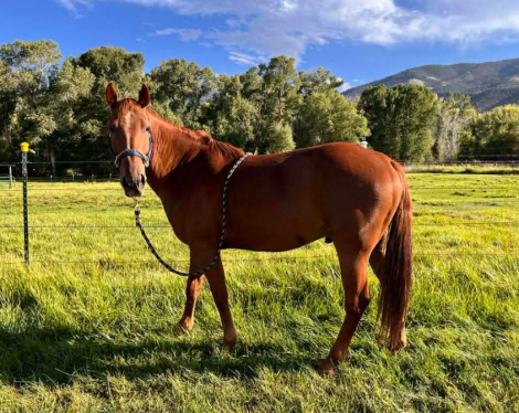 HorseID: 2308899 Levi - PhotoID: 1093197