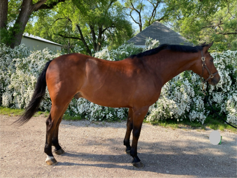 HorseID: 2308906 Captain My Captain - PhotoID: 1093199