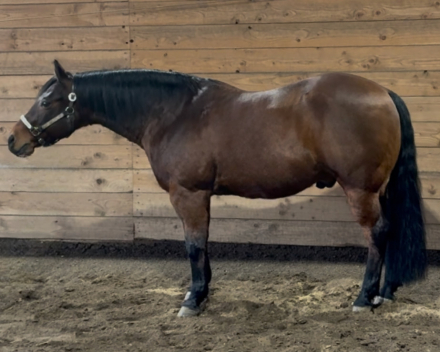 HorseID: 2308909 MISSIN THE WHIZKEY - PhotoID: 1093206