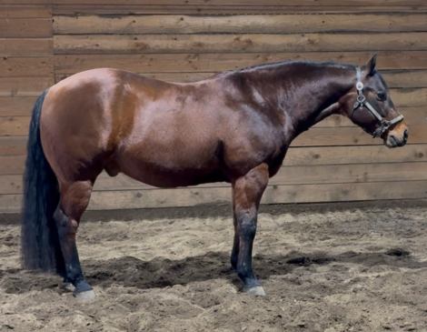 HorseID: 2308909 MISSIN THE WHIZKEY - PhotoID: 1093207