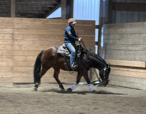 HorseID: 2308909 MISSIN THE WHIZKEY - PhotoID: 1093209