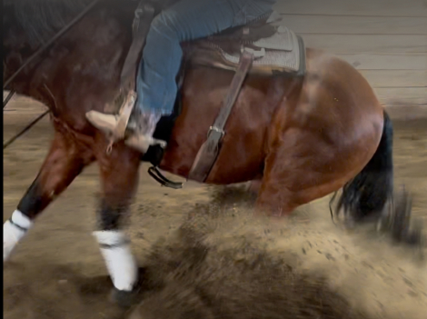 HorseID: 2308909 MISSIN THE WHIZKEY - PhotoID: 1093210