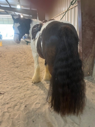 HorseID: 2308912 GB Gentleman Jack Of Oz - PhotoID: 1093200