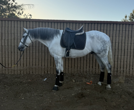 HorseID: 2308915 Rex - PhotoID: 1093202