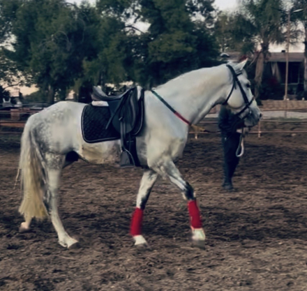 HorseID: 2308915 Rex - PhotoID: 1093203