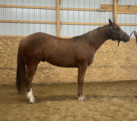 HorseID: 2308917 Jackson (waiting on AQHA for name approval) - PhotoID: 1093205