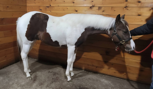 HorseID: 2308918 KRUZIN THRU PENNIES - PhotoID: 1093204