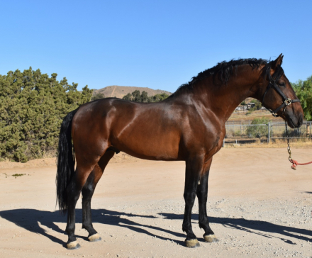 HorseID: 2308922 Manguito Atrevido - PhotoID: 1093212