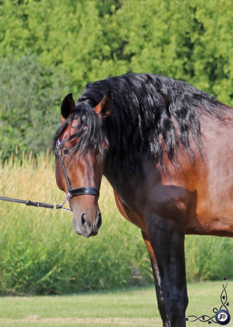 HorseID: 2308922 Manguito Atrevido - PhotoID: 1093213