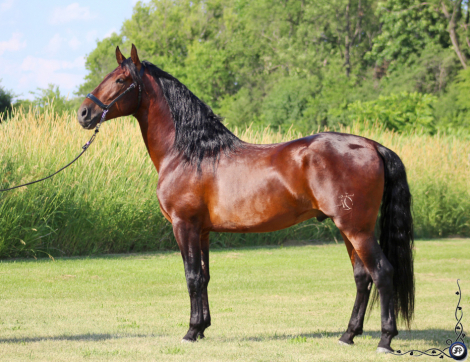 HorseID: 2308922 Manguito Atrevido - PhotoID: 1093214