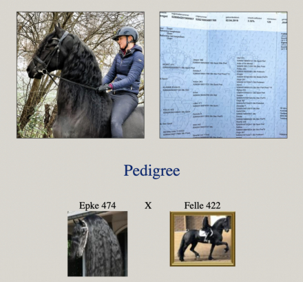 HorseID: 2308923 Jitske van de Northside - PhotoID: 1093215