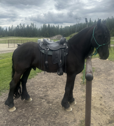 HorseID: 2308923 Jitske van de Northside - PhotoID: 1093220