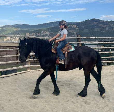 HorseID: 2308923 Jitske van de Northside - PhotoID: 1093221