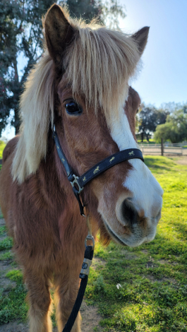 HorseID: 2308924 Gabriel - PhotoID: 1093225