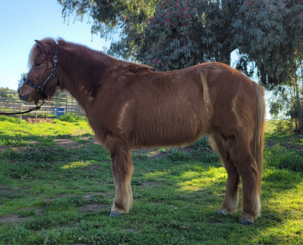 HorseID: 2308924 Gabriel - PhotoID: 1093226