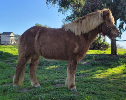 HorseID: 2308924 Gabriel - PhotoID: 1093227