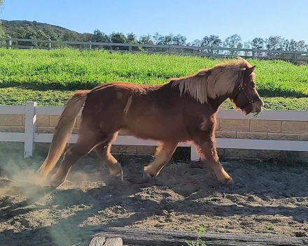 HorseID: 2308924 Gabriel - PhotoID: 1093228